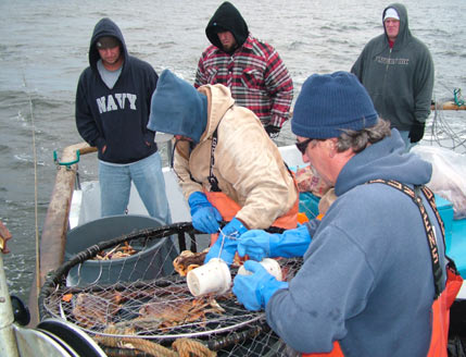 san francisco crabs